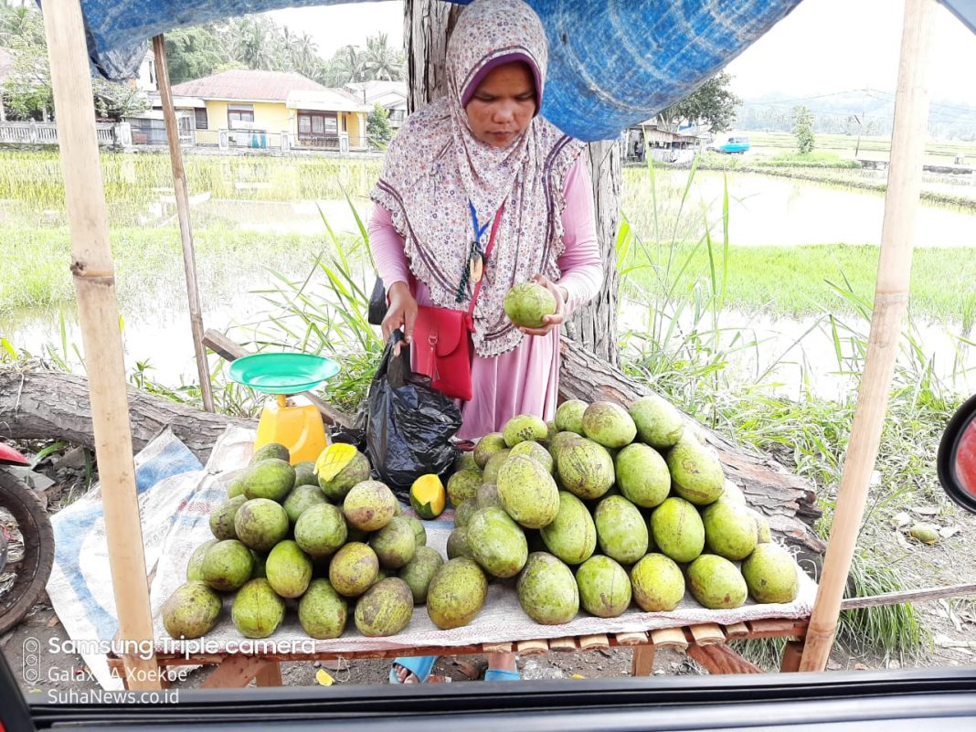 Harumnya Kuini Muaro Paneh di Kelok Sawah Tapi