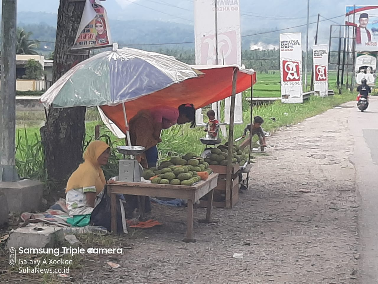 Harumnya Kuini Muaro Paneh di Kelok Sawah Tapi 2 071 kuini b