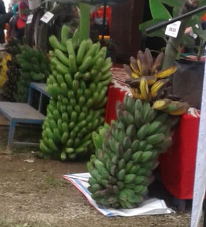  Pisang Kepok Tanjung  Siap Menjadi Ikon Kab Solok Suha News