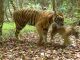 Harimau Terlihat di Jalan Raya Danau Kembar Kab. Solok