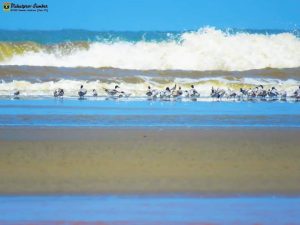 Pantai Sambungo, Pesona Tapal Batas Pessel dan Bengkulu 5 pantai