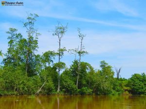 Pantai Sambungo, Pesona Tapal Batas Pessel dan Bengkulu 6 pantai
