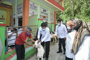 80 KK Terima Bantuan Kambing dari Pemko Sawahlunto