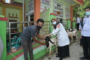 80 KK Terima Bantuan Kambing dari Pemko Sawahlunto