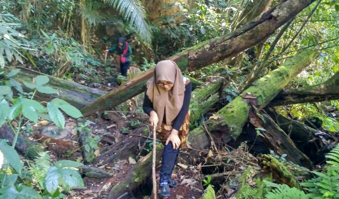https://id.wikipedia.org/wiki/Air_terjun_Nyarai
