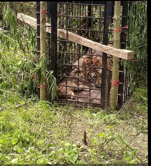 Harimau ditangkap solok