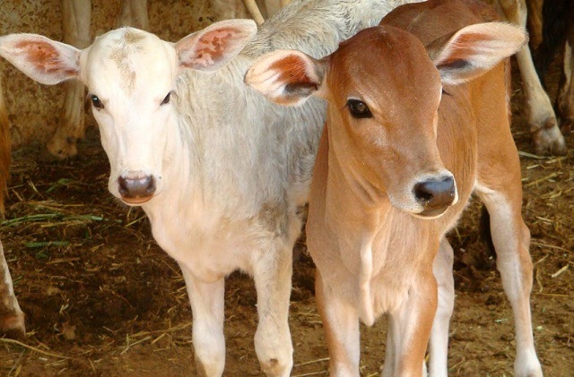 sapi program