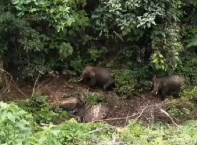 076 gajah sjj silokek