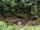 2 Ekor Gajah Muncul di Hutan Lindung Silokek Geopark Sijunjung