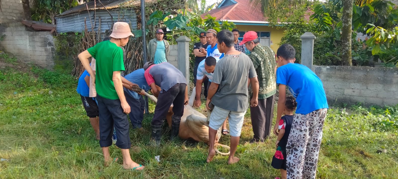 IMG-20230531-WA0019 MDTA Miftahul Jannah Salayo Bantai 1 Ekor Sapi untuk Khatam Al Qur'an