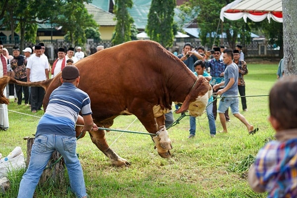 Usai Salat Idul Adha, 37 Ekor Hewan Kurban Disembelih di Masjid Agung Darussalam 1