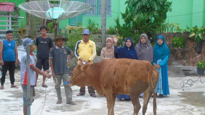 MTsN 2 Solok Sembelih Sapi Kurban Hari Ini 1