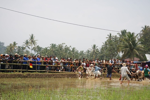 Pacu Jawi Event Pariwisata Yang Memiliki Rating Tertinggi di Sumbar 1