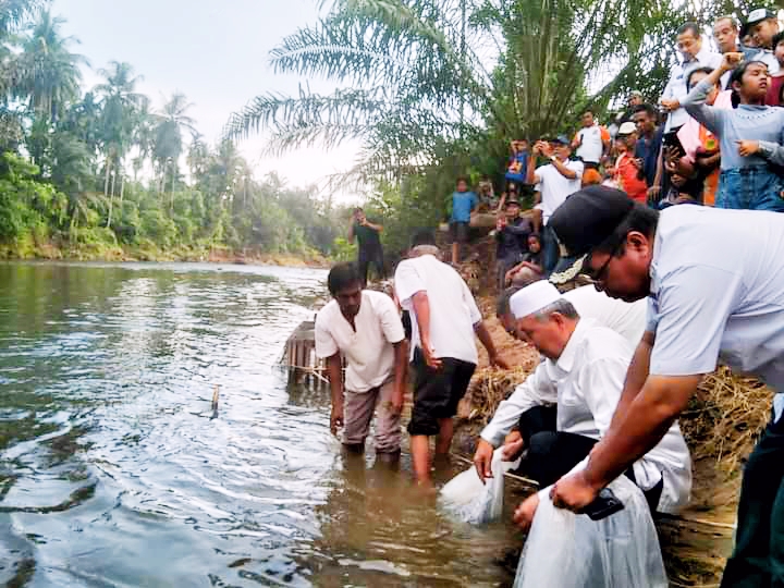 Bupati Hamsuardi Tebar 10 Ribu Bibit Ikan Di Pokmaswas Muda Karya Ujung Gading 2 Hamsuardi