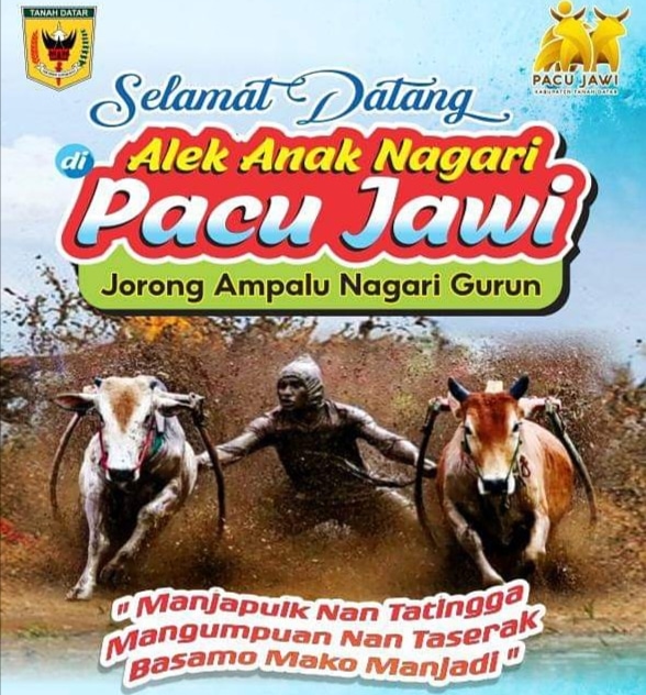 Alek Anak Nagari Pacu Jawi Digelar, Astoni Dt. Indomarajo Hadir Dukung Budaya Tanah Datar 2 Alek