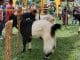 28 Peserta Ikuti Kontes Kambing Seni 2024 di Kota Solok