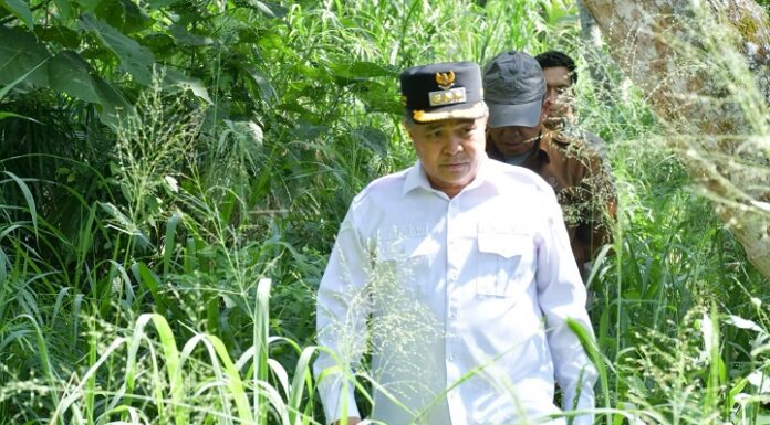 Perkuat Ketahanan Pertanian, Pemkab Agam Persiapkan Ancaman Anomali Iklim
